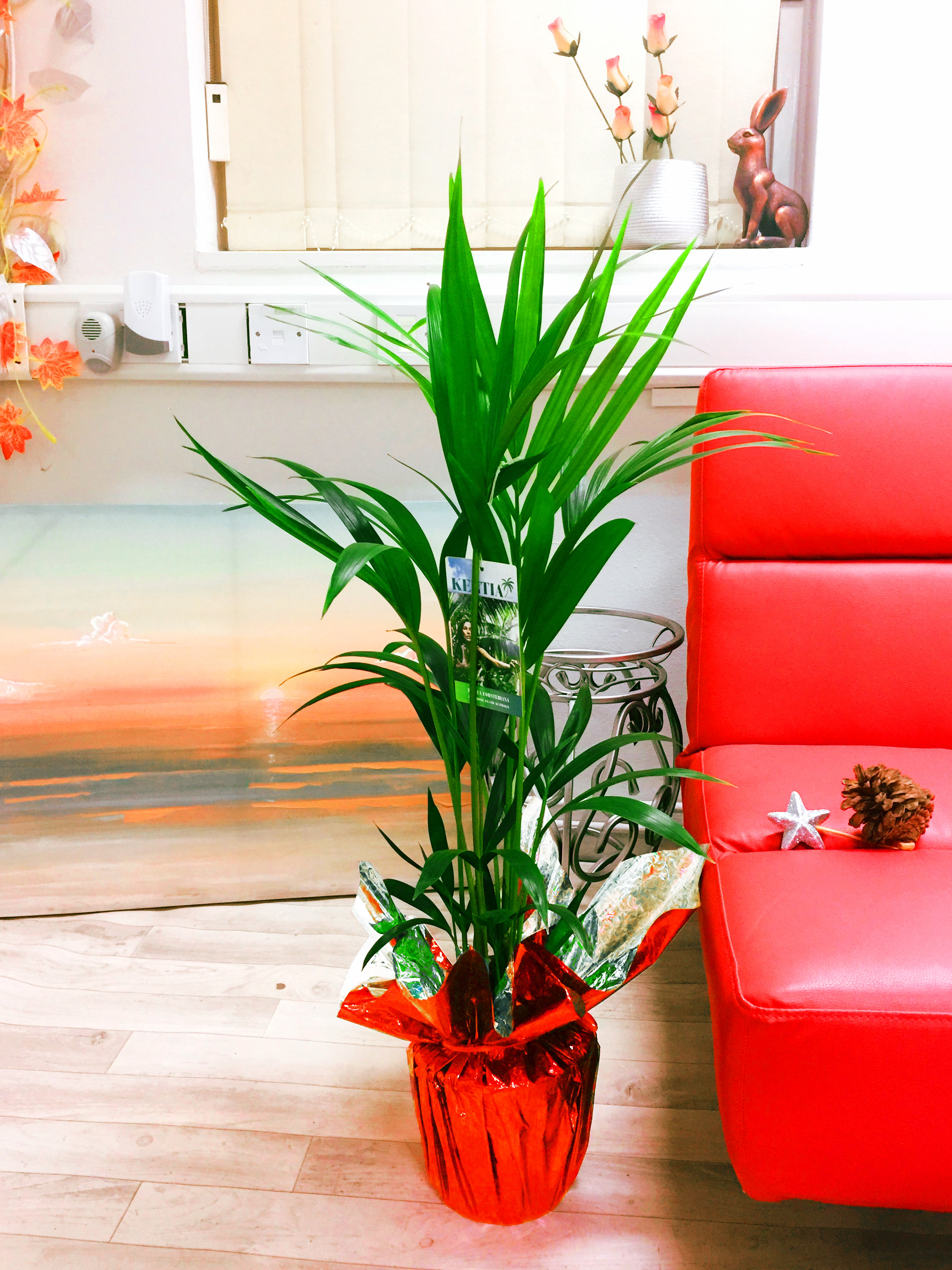 1 Large House Plant Pot in Cellophane Gift Wrap Valentine's Day